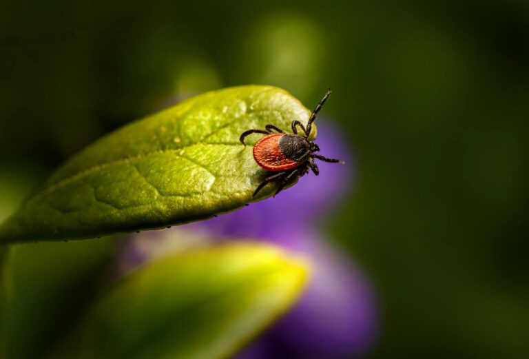 Detailed macro shot of a tick sitting on a green leaf, highlighting its role as a parasite and pest.