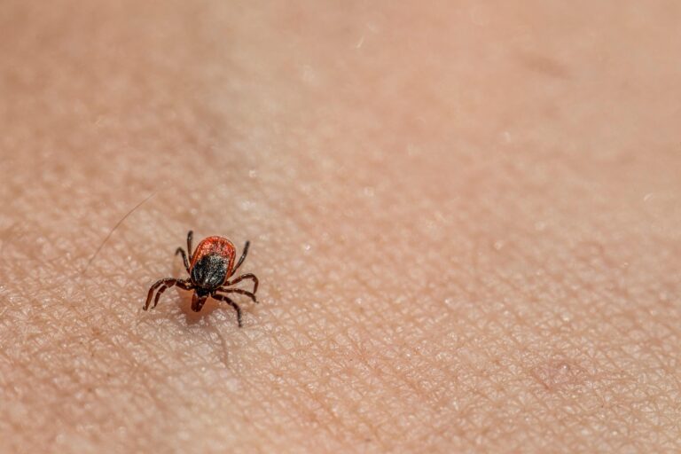 Ticks Are Overrunning Parts Of America