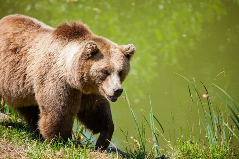 Climate Crisis Make It More Likely Bears Will Visit Homes