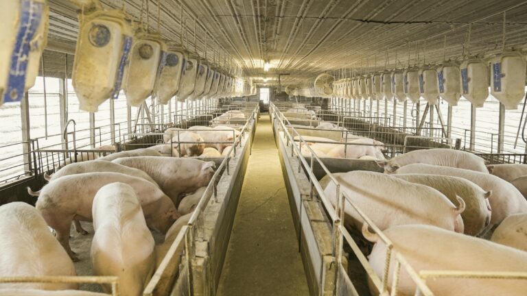 110 Billion Pounds of Manure