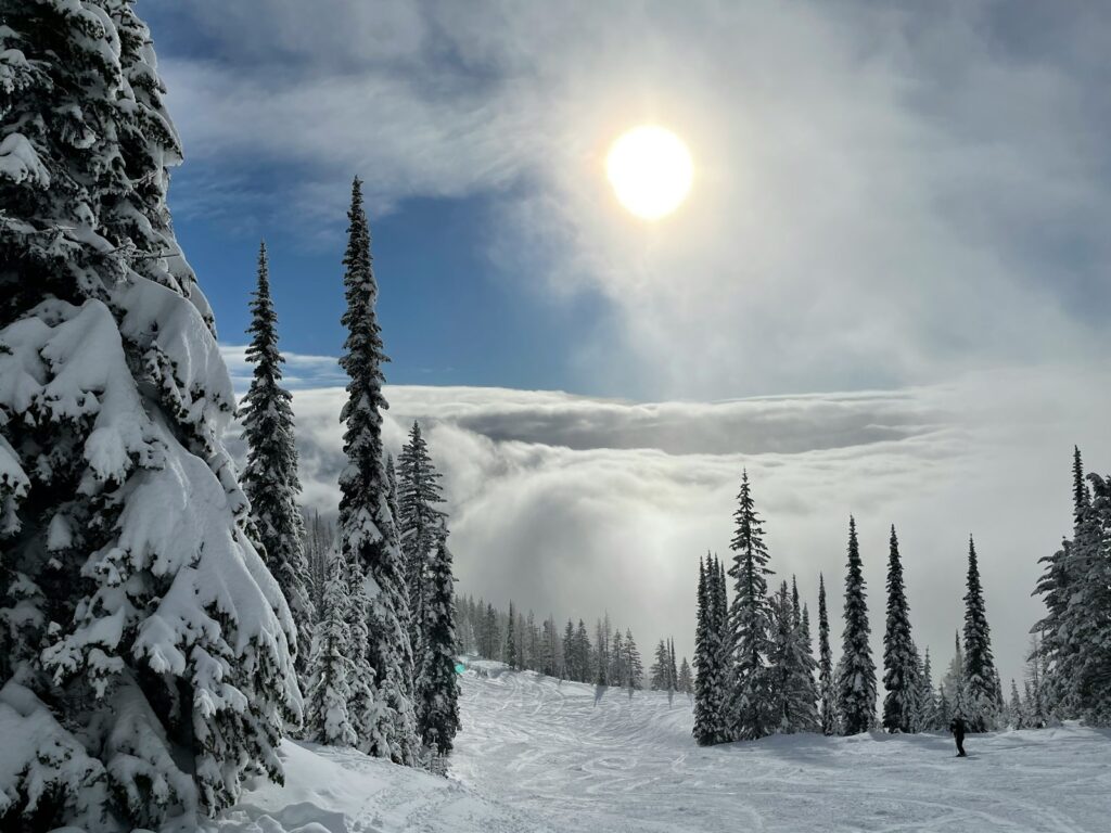 snow covered pine trees under blue sky during daytime
