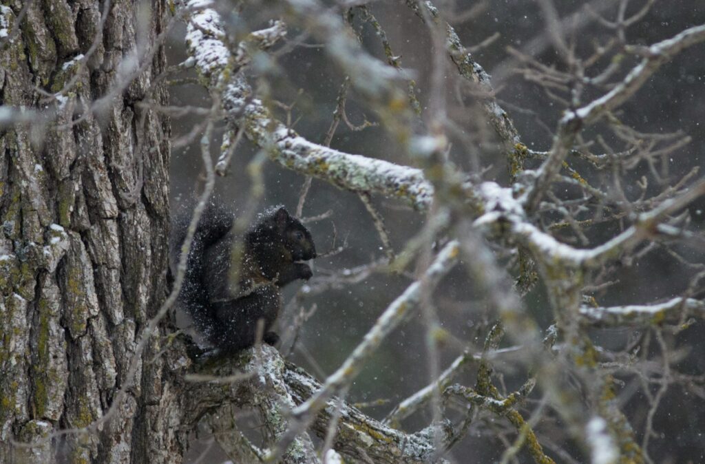a squirrel sitting on a tree branch in the snow