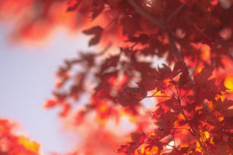 Vibrant red autumn leaves against a bright sky