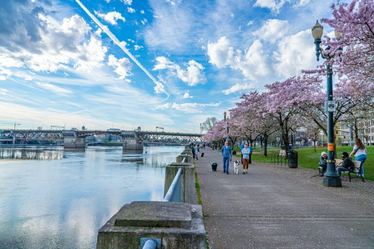 Cherry blossoms bloom along a waterfront park.