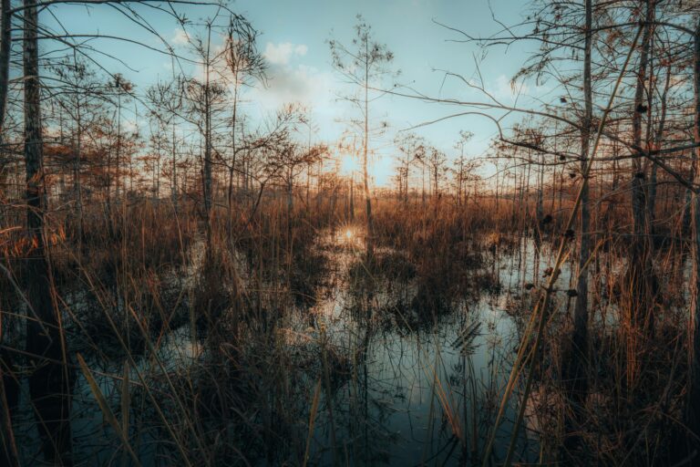 Saving The Everglades Is Working