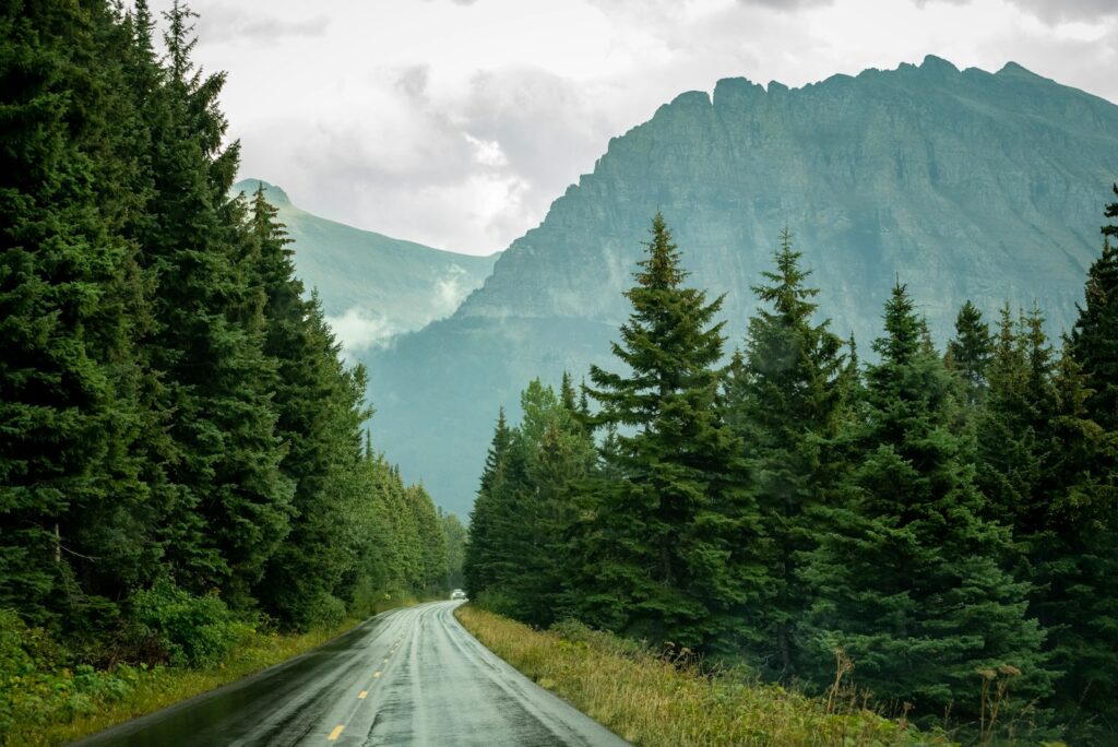 a road with trees on the side
