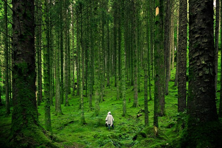 A solitary person walking in a lush, green forest with tall trees.