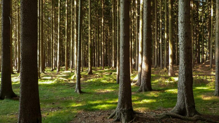 Countries Destroying Their Own Forests