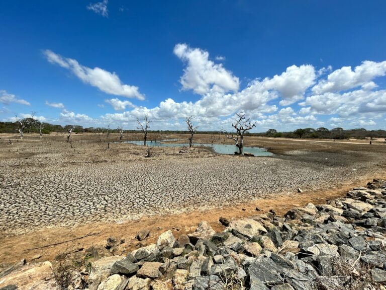 a dirt field with rocks and a tree