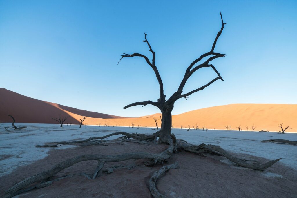 Dead trees in a desert with sand dunes.