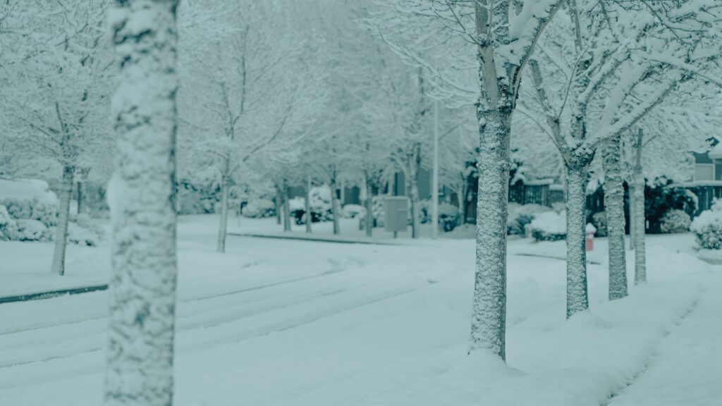 a snowy street lined with trees and houses