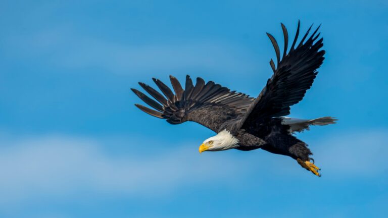 Eagle Are Hurting Wind Energy Business