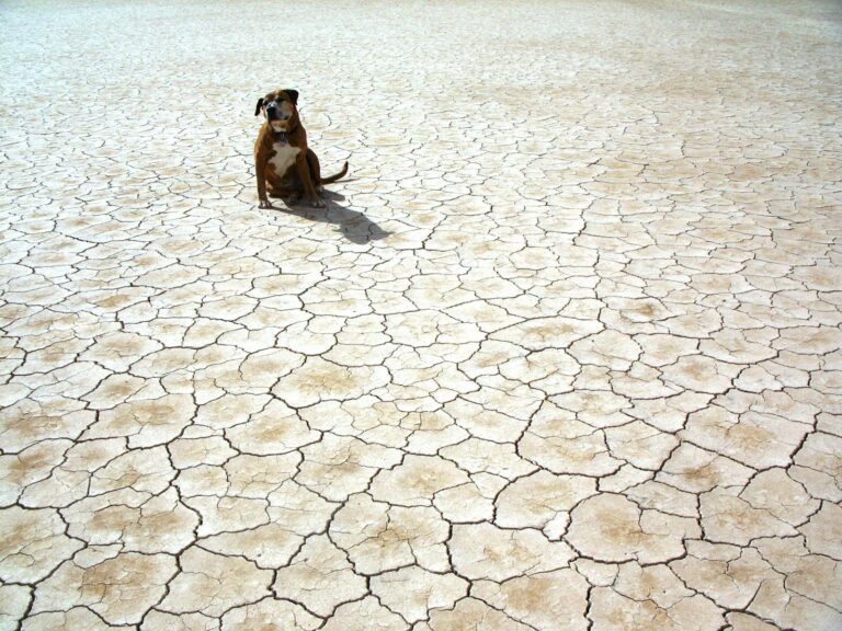 A lone dog sits on cracked desert terrain, highlighting arid conditions.