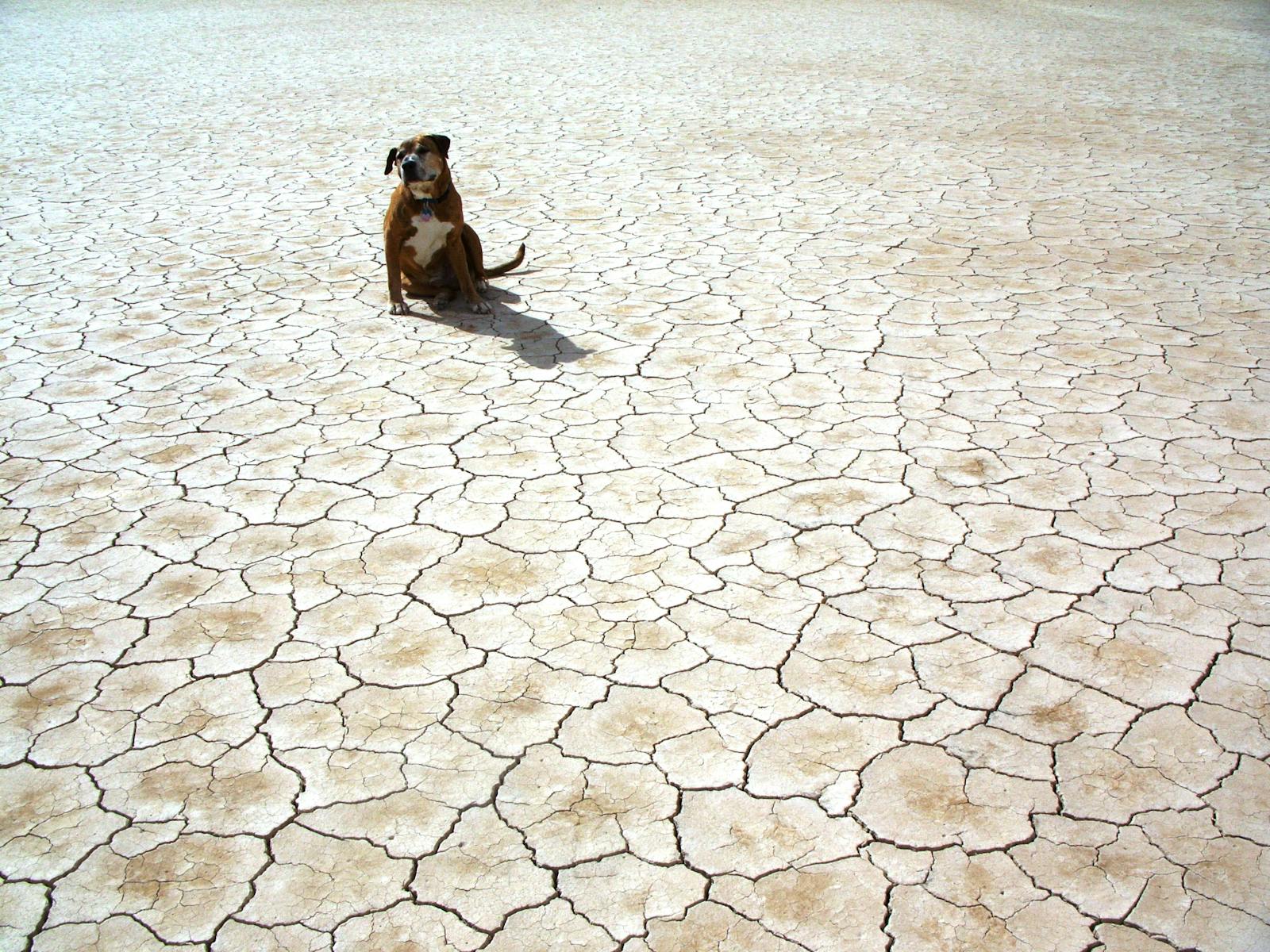A lone dog sits on cracked desert terrain, highlighting arid conditions.
