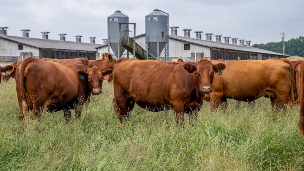 A herd of brown cattle grazing in front of a farm building in North Carolina.
