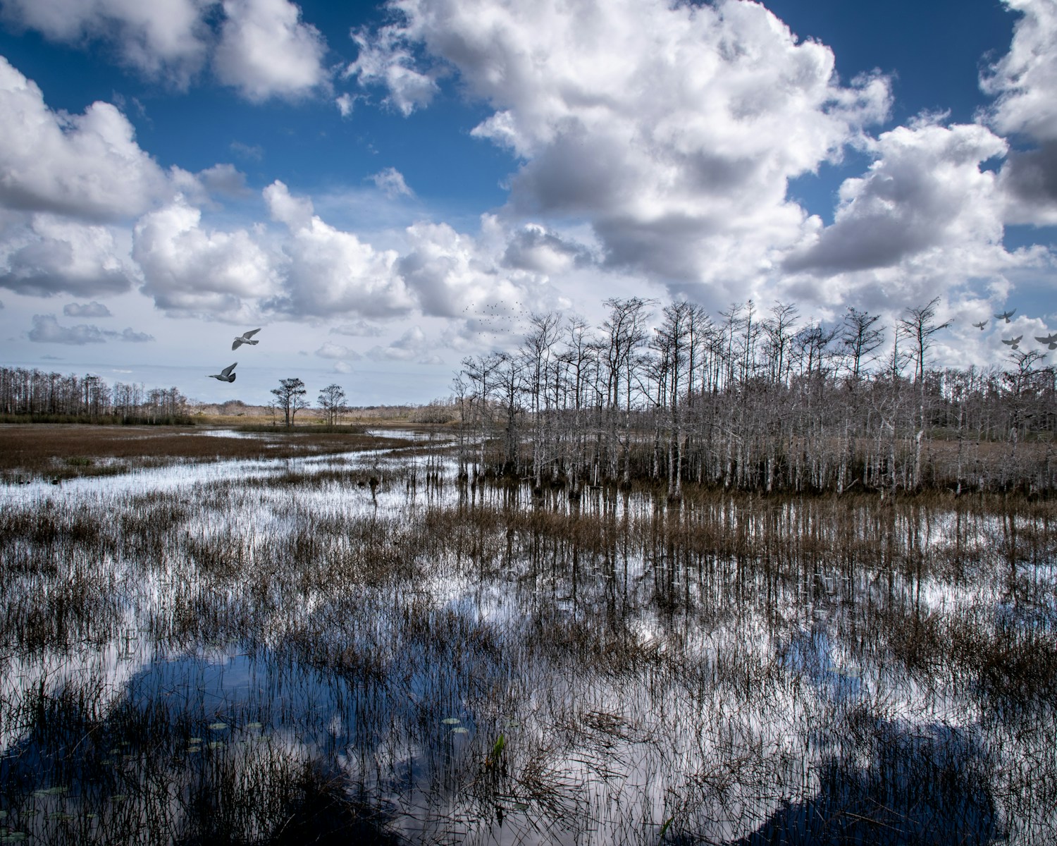 body of water and trees during day