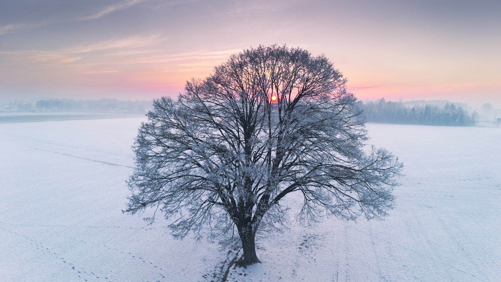 A solitary frosted tree in a snowy field at sunrise
