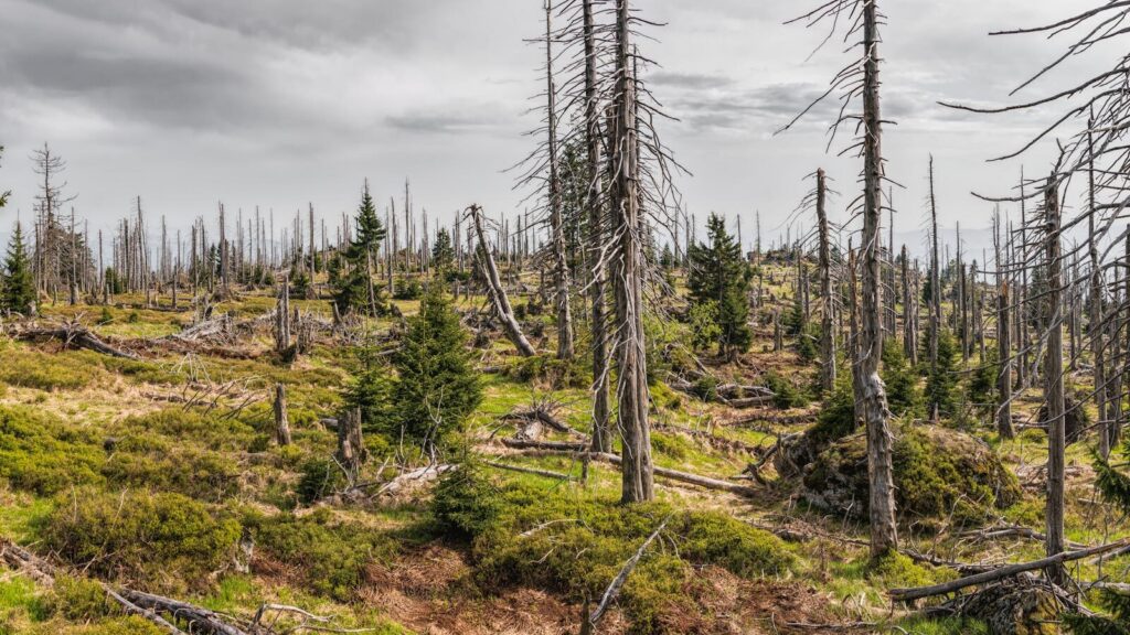 A striking view of a barren forest with sparse coniferous trees and cloudy sky.