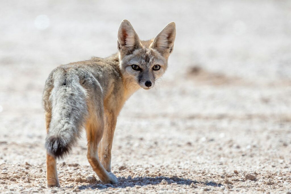 A desert fox looks back over its shoulder.