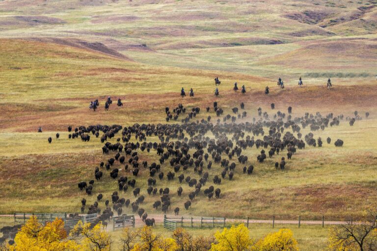 Trump Goes Up Against US Buffalo