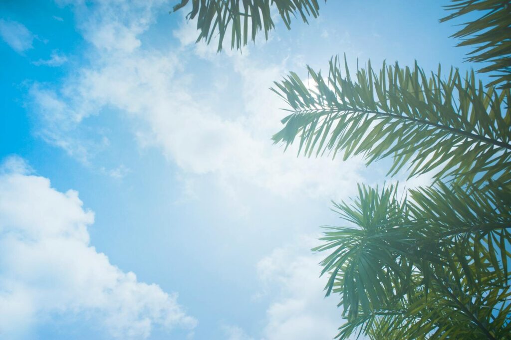 Low angle view of palm leaves against a bright, cloudy sky on a sunny day.