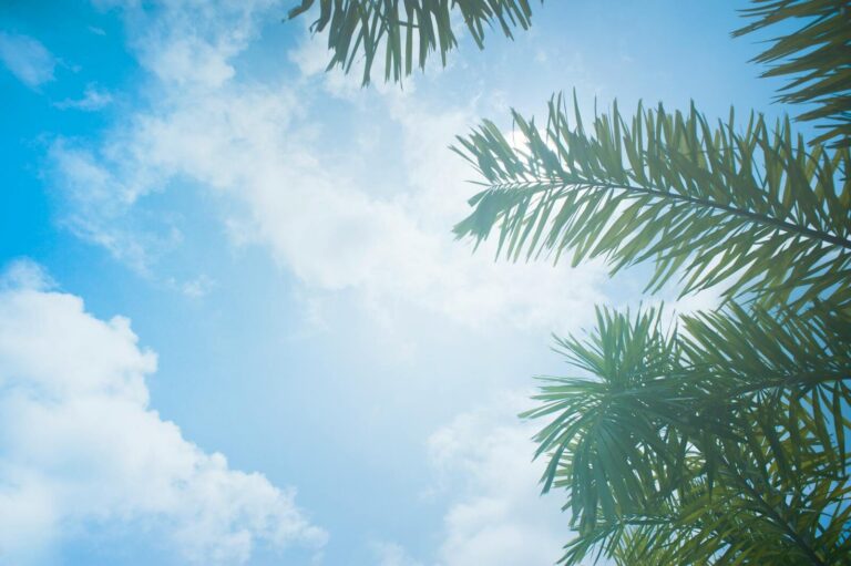 Low angle view of palm leaves against a bright, cloudy sky on a sunny day.