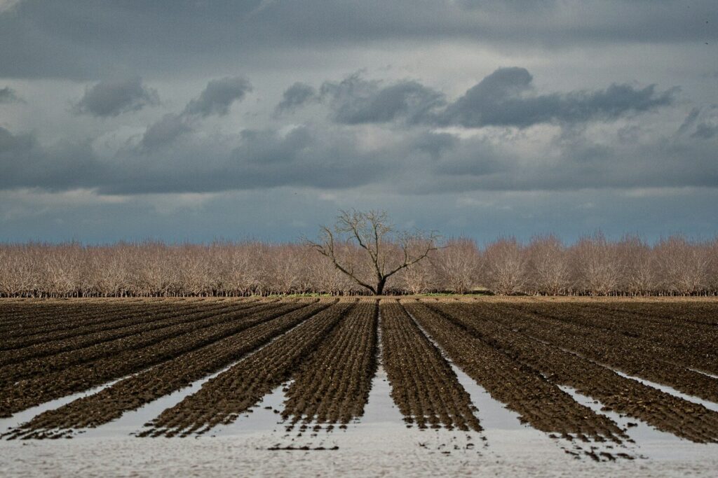 a large field with a single tree in the middle of it