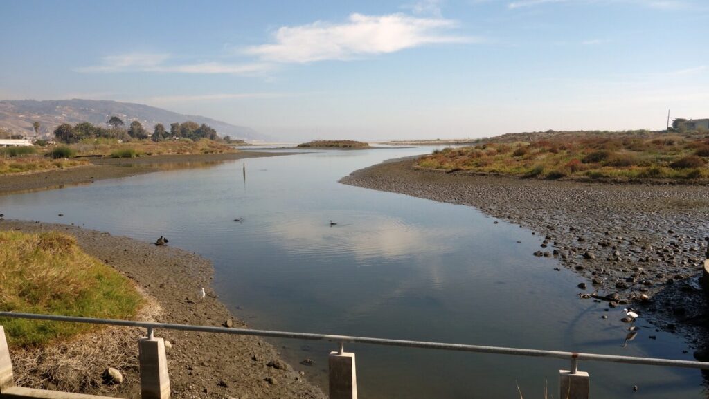 a body of water with ducks swimming in it