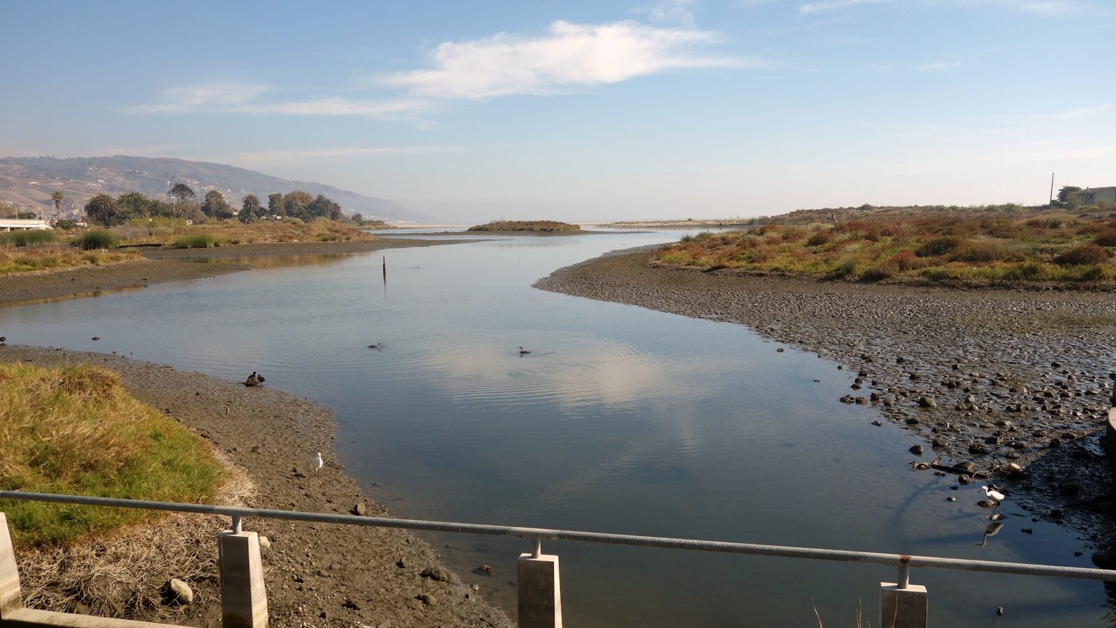 a body of water with ducks swimming in it