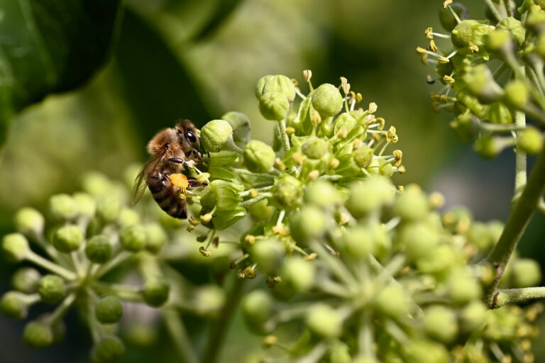 Climate Change Makes Allergies Worse