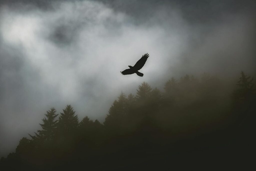 A bird silhouette soaring dramatically over a foggy forest sky, evoking freedom and mystery.