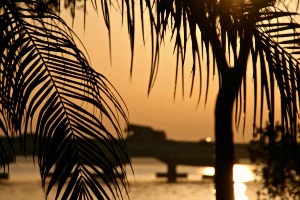 grayscale photo of palm tree near body of water