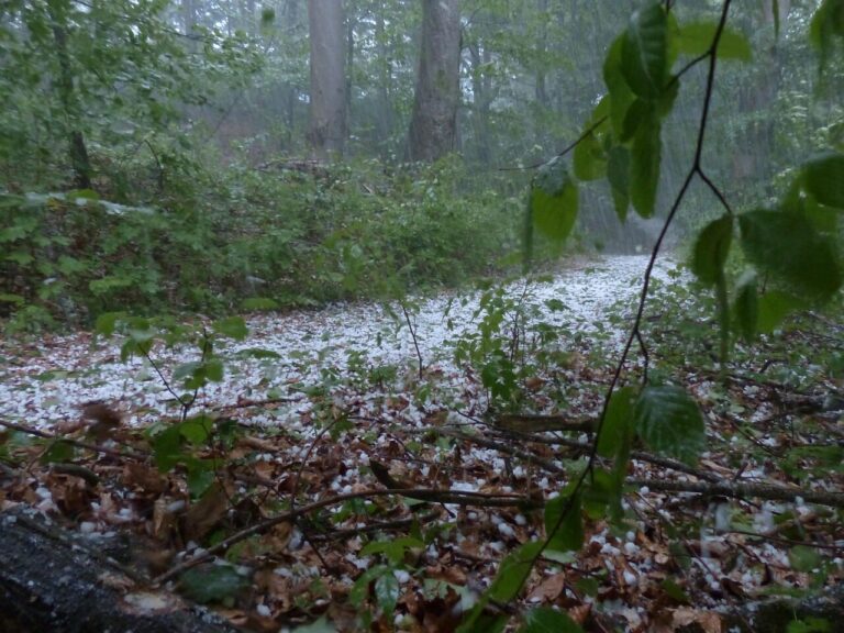 hail, storm, nature, thunderstorm, forest, trees, protection, precipitation, ice lumps, hailstones