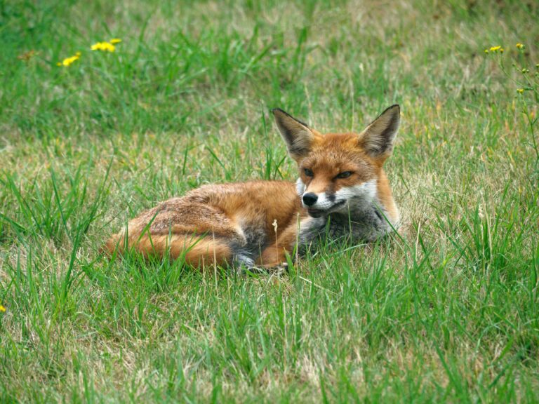 Climate Change Is Causing Extinction