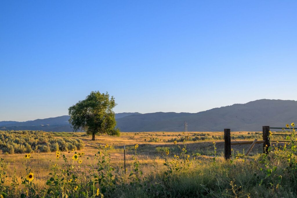 Tranquil countryside scene with a tree under clear blue skies near Boise, Idaho.