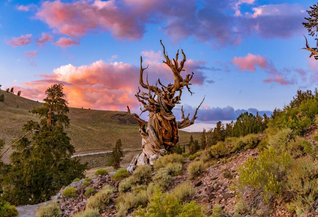 a tree that is standing in the grass