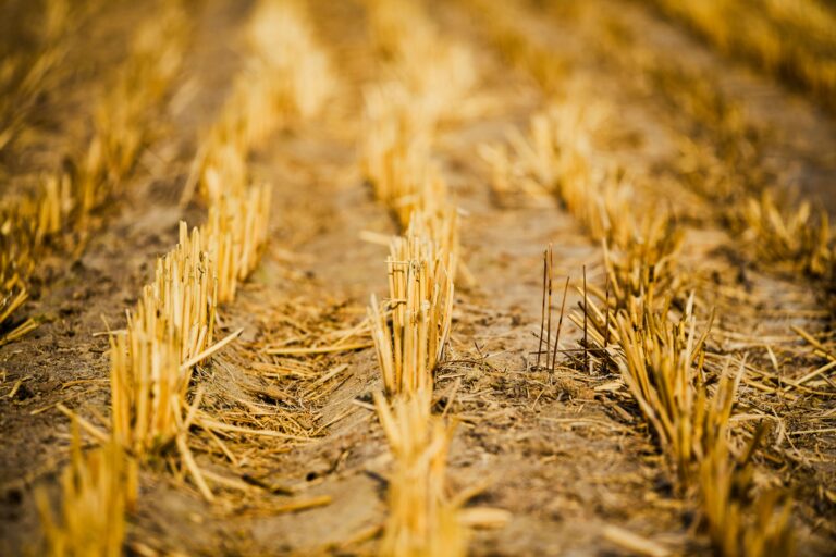 Climate Crisis Drives High Inflation
