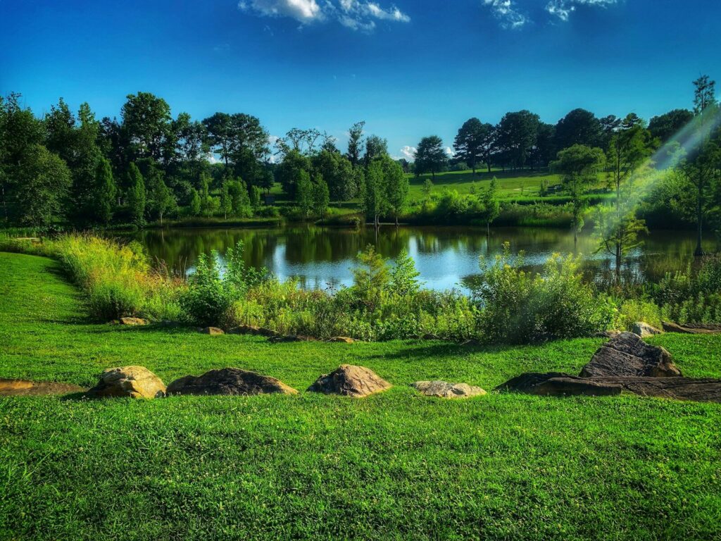 green trees beside river under blue sky during daytime