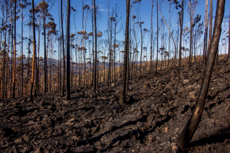 Wildfires Burn 3.2 Million Acres