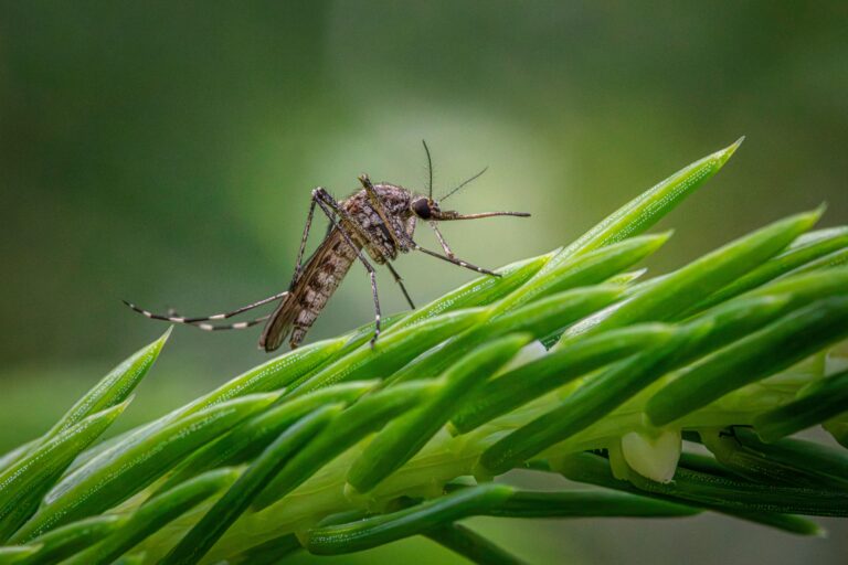 As America’s Heat Rises, West Nile Virus Danger Worsens