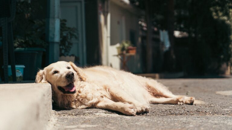 Pets Suffer From Heatstroke
