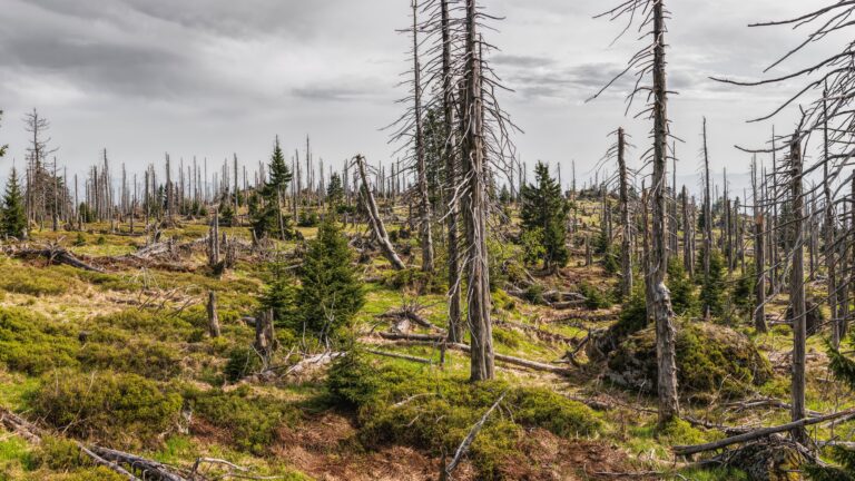 A Quarter Of Americans Don’t Think  Weather Disasters Are Linked To Climate Change