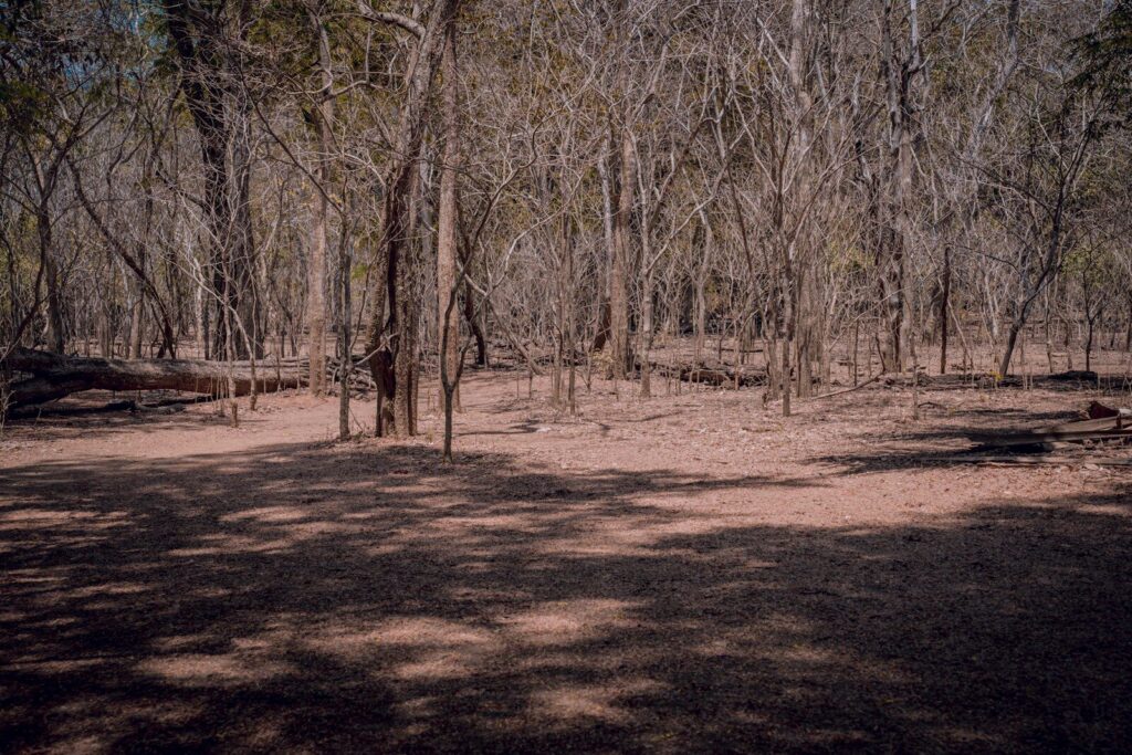 a wooded area with trees and a bench