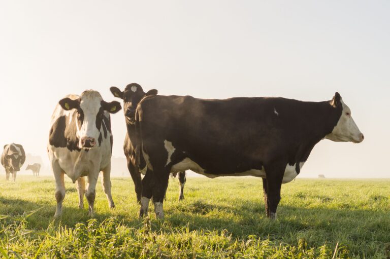 100% Of This State Is Covered By Drought, And Steak Is More expensive