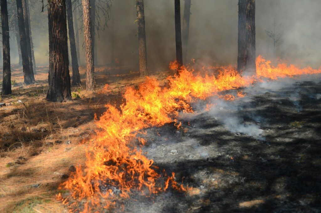 A fire is burning in the middle of a forest