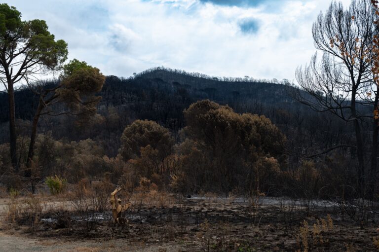 America Is Not Sending Firefighters To Help Europe