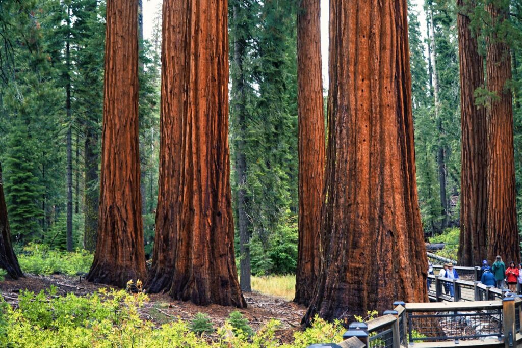 Towering sequoias stand tall in Sequoia National Park, California, USA.