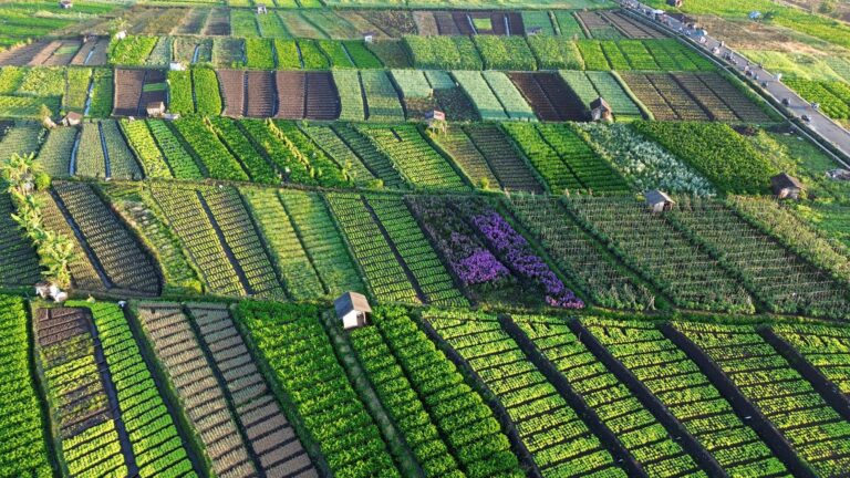 Extreme Heat Cripples Global Food