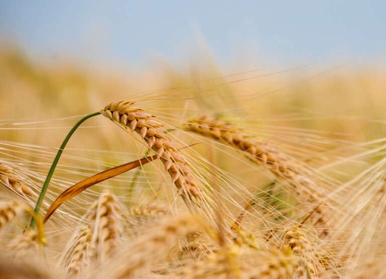 Global Food Supply Hits “Perfect Storm”
