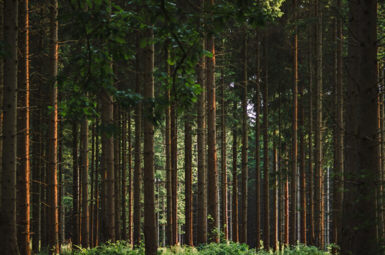 Some Of America’s Largest forests Are Disappearing